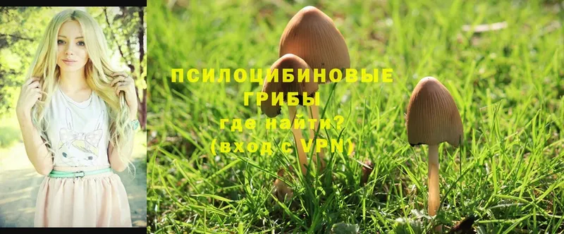 Галлюциногенные грибы Psilocybine cubensis  закладки  Болотное 